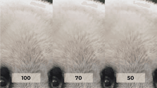 3 zoomed-in images of a panda